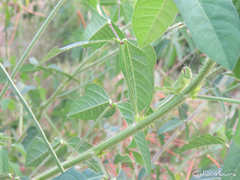 Schistocerca cancellata