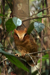 Otus thilohoffmanni