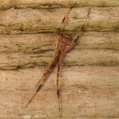 Episinus angulatus
