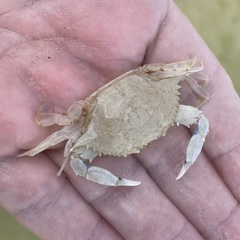 Callinectes similis