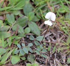 Tephrosia onobrychoides