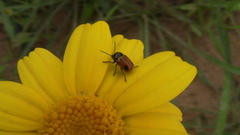 Cryptocephalus rugicollis