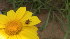 Cryptocephalus rugicollis