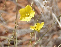 Linum aristatum