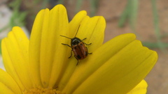 Cryptocephalus rugicollis