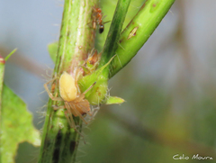 Cheiracanthium inclusum