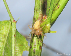 Cheiracanthium inclusum