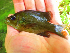 Lepomis punctatus