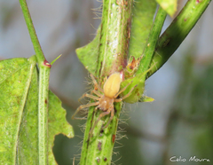 Cheiracanthium inclusum