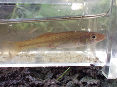Fundulus seminolis