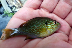 Lepomis marginatus
