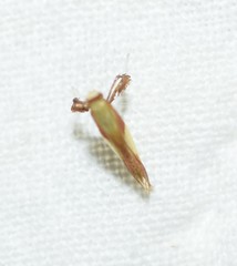 Caloptilia superbifrontella