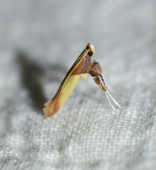 Caloptilia superbifrontella