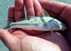 Menticirrhus saxatilis