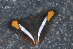 Adelpha falcipennis