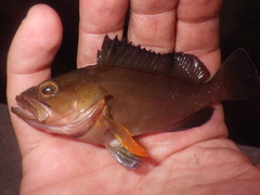 Epinephelus morio