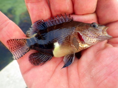 Serranus subligarius