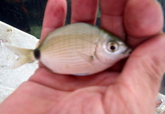 Diplodus holbrookii