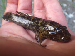 Bathygobius soporator