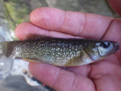Fundulus grandis