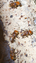 Oxytrigona