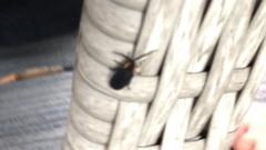 Lucidota atra