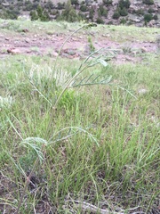 Astragalus ripleyi