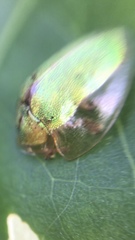 Eurypepla brevilineata