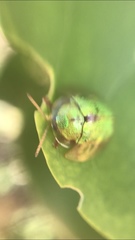 Eurypepla brevilineata