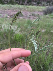 Astragalus ripleyi