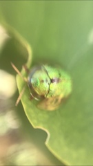 Eurypepla brevilineata