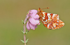 Boloria aquilonaris