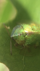 Eurypepla brevilineata