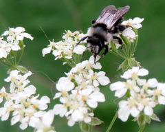 Andrena cineraria