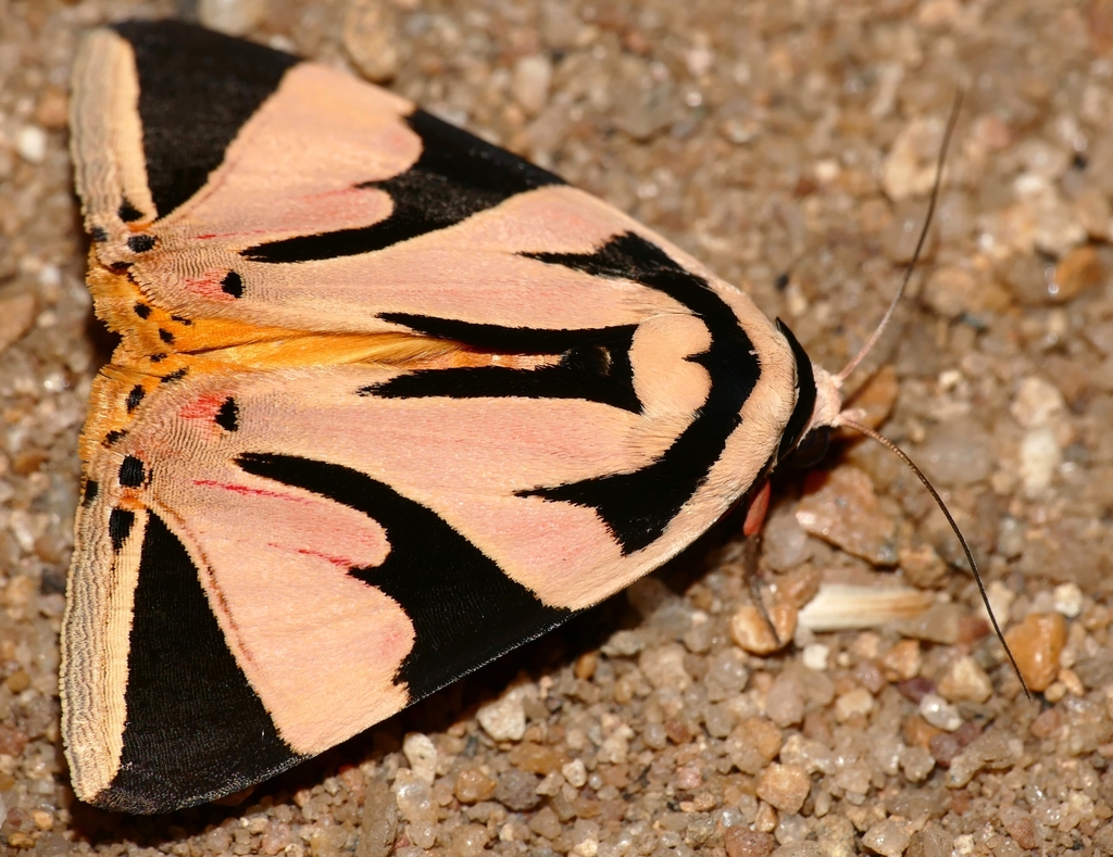 Attatha barlowi