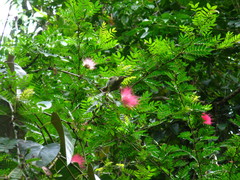 Meliphaga notata