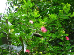 Meliphaga notata