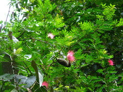 Meliphaga notata