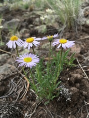 Erigeron engelmannii