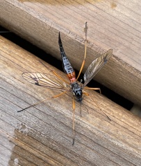 Tanyptera