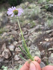 Erigeron engelmannii
