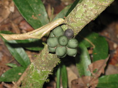 Polyalthia xanthocarpa