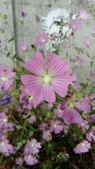 Dotted Mallow (Malva punctata)