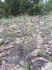 Boechera centrifendleri