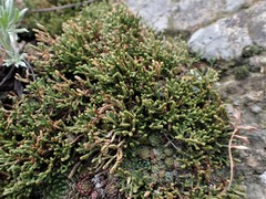 Selaginella sanguinolenta