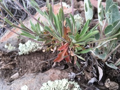 Boechera centrifendleri