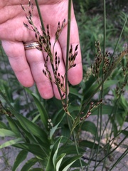 Juncus balticus littoralis