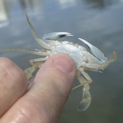 Callinectes similis