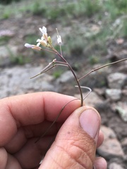 Boechera centrifendleri