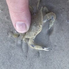 Callinectes similis